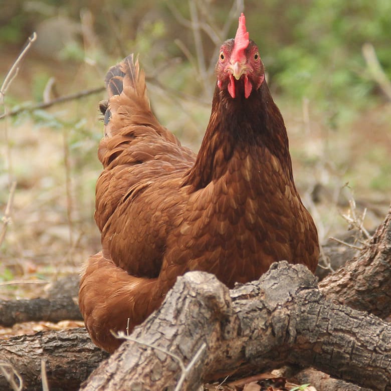 Happy Hens Blog Section is Live