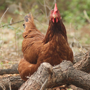 Happy Hens Blog Section is Live